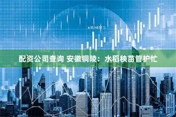 配资公司查询 安徽铜陵：水稻秧苗管护忙