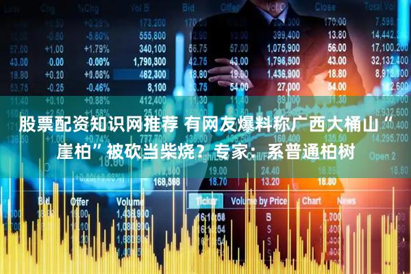股票配资知识网推荐 有网友爆料称广西大桶山“崖柏”被砍当柴烧？专家：系普通柏树